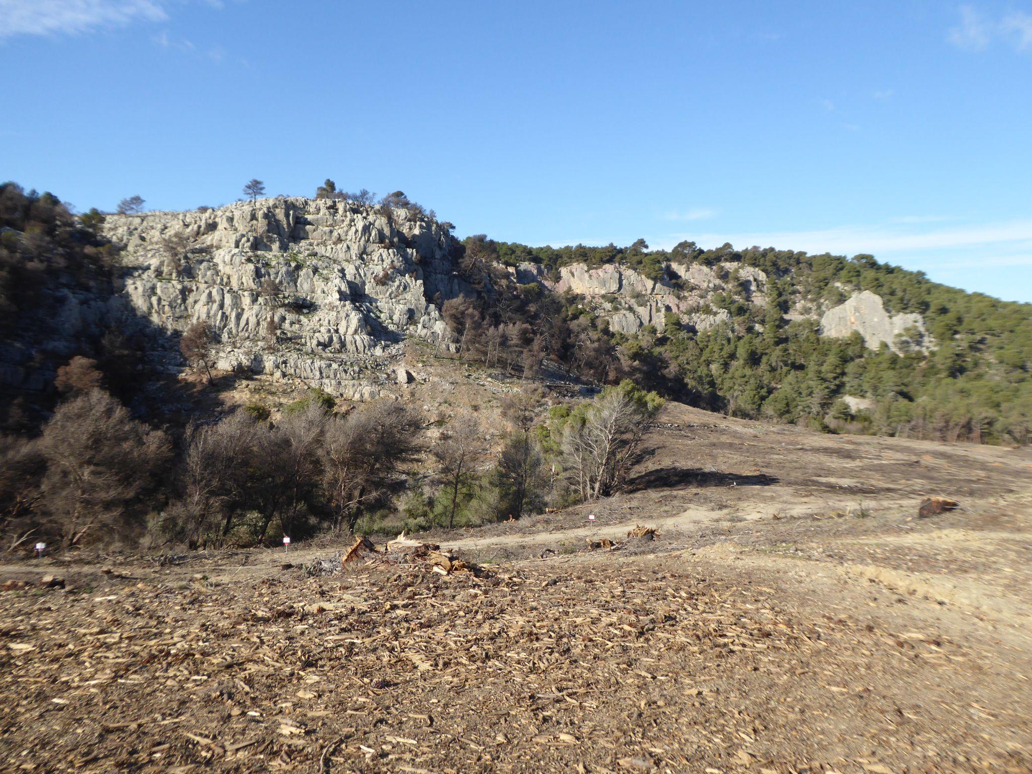 Pin d’Alep – version affiche