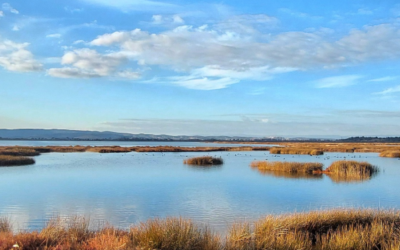 Concours photo pour célébrer les zones humides de la Narbonnaise