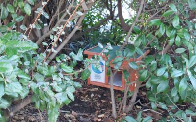 L’Association Stérilisation Liberté des Chats